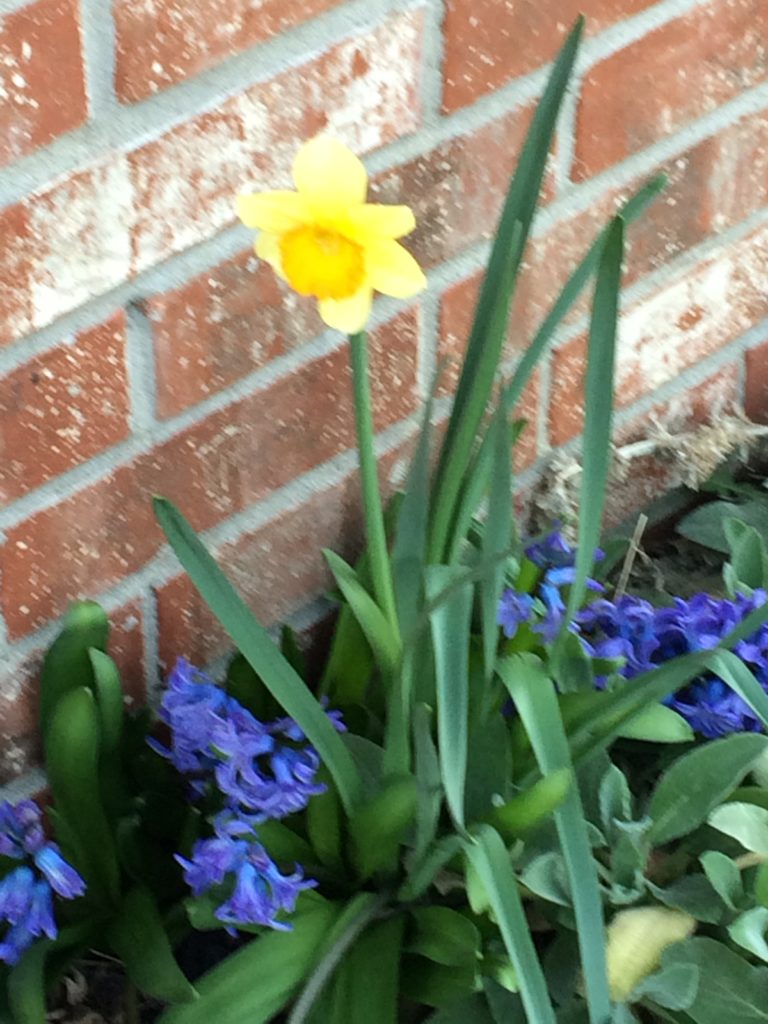 First flowers of Spring