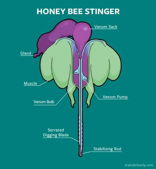 Stinger Anatomy